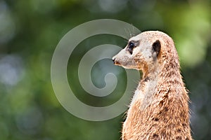 Suricata suricatta