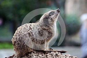 Suricata suricatta