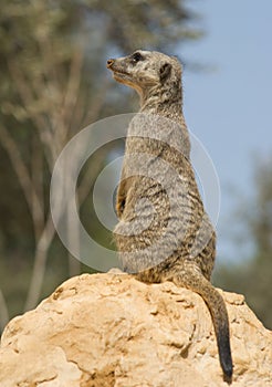 Suricata suricatta photo