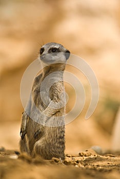 Suricata suricatta photo