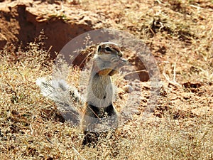 Suricata Suricatta