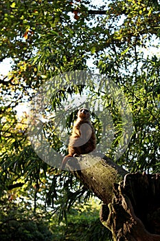 A Suricata Suricatta acts as a lookout on a tree trunk photo