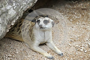 The Suricata suricatta or meerkat is sit down and rest in rock cave on sand floor