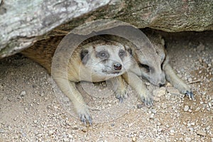 The Suricata suricatta or meerkat sleep in cave