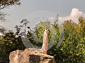 Suricata Suricatta. Meerkat in a Zoo