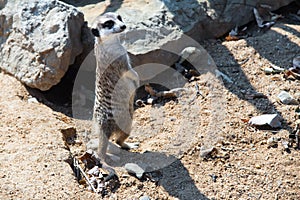 Suricata Suricatta. Meerkat in a Zoo