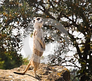 Suricata Suricatta. Meerkat in a Zoo