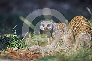 Suricata suricatta species of mongoose live on the outskirts of the desert, live in holes in the ground and can stand like humans