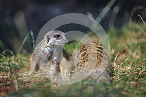 Suricata suricatta species of mongoose live on the outskirts of the desert, live in holes in the ground and can stand like humans