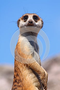 Suricate photo