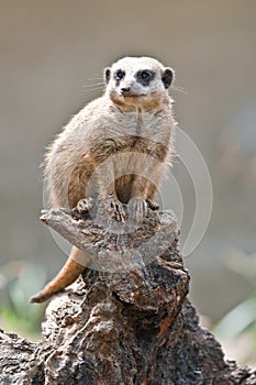 Suricate