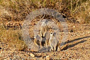 Suricate desert animal namibia africa photo