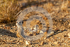 Suricate desert animal namibia africa