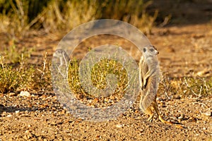 Suricate desert animal namibia africa