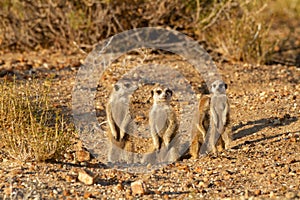 Suricate desert animal namibia africa