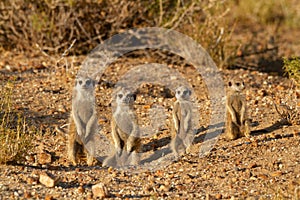 Suricate desert animal namibia africa