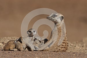 Suricate female and pups