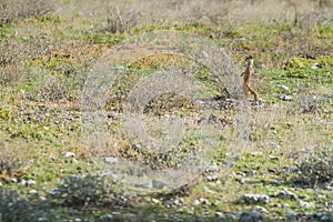 Suricate in guard position looking for predators. photo