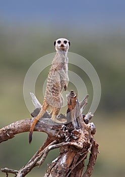 Suricate lookout photo