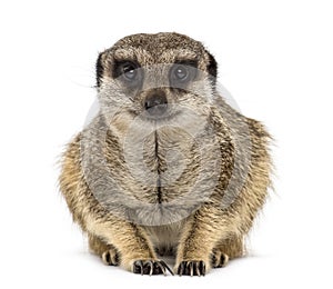 Suricate lying and looking at the camera, isolated