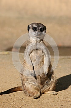 Suricate or Meerkat