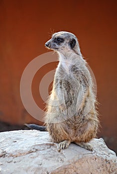 Suricate or meerkat photo