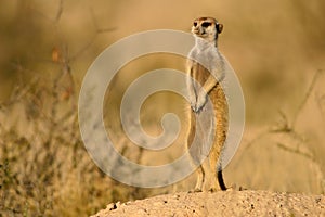 Suricate (meerkat)