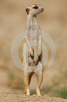 Suricate (meerkat) photo