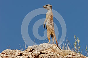 Suricate (meerkat) photo