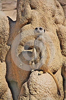 Suricate Meerkat