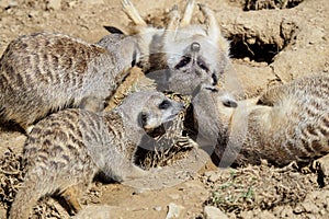 Suricate or meerkat family