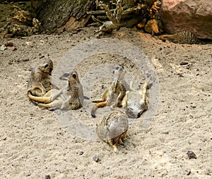 Suricate or meerkat family on the warm sand