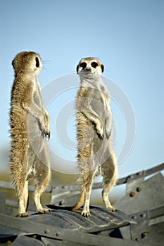 Suricate (Meerkat) in Namibian desert photo