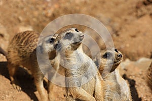 Suricate or meerkat (Suricata suricatta) family