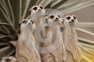 Suricate or meerkat Suricata suricatta standing on guard.