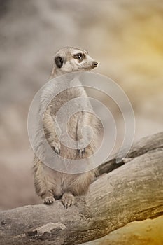 Suricate or meerkat Suricata suricatta standing on guard.