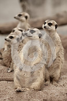 Suricate or meerkat Suricata suricatta standing on guard.