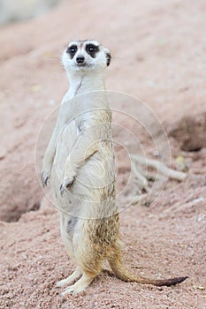 Suricate or meerkat