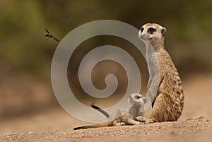 Suricate mother and pup