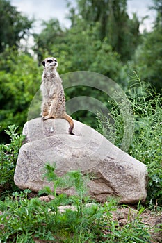 Suricate on stake out