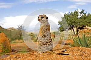 SURICATE suricata suricatta