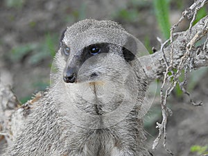 Suricate Suricata suricatta that keeps a watchful eye.