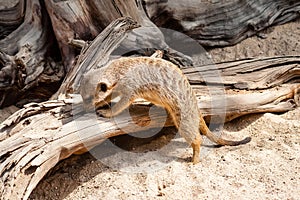 A suricate Suricata suricatta standing on a log