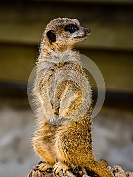A suricate Suricata suricatta standing on a log