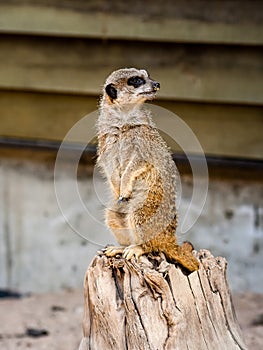 A suricate Suricata suricatta standing on a log