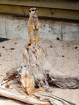 A suricate Suricata suricatta standing on a log