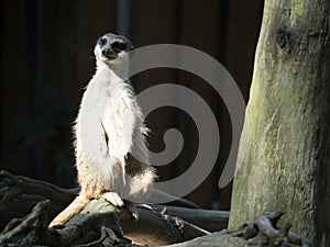 Suricate Suricata suricatta is watching the surroundings closely