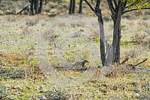 Suricate from under a tree. Etosha. Namibia photo