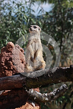 Suricate watching the environment. Suricata suricatta