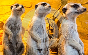 Suricate